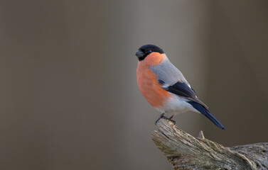 Eurasian Bullfinch - male at a wet forest in spring