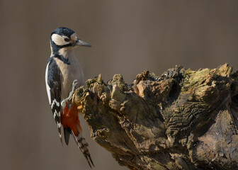 Great Spotted Woodpecker - female - in the wet forest in winter