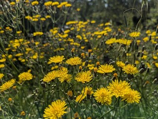 yellow dandelions