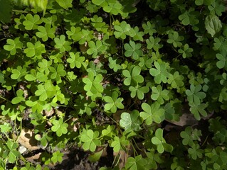 shamrock ground cover