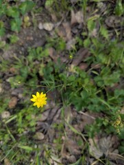 a solitary yellow california buttercup