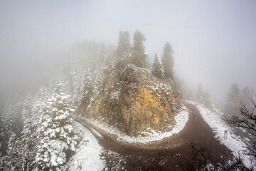 delicate branches covered in snow and ice, capturing a quiet winter scene. The ice glistens like...