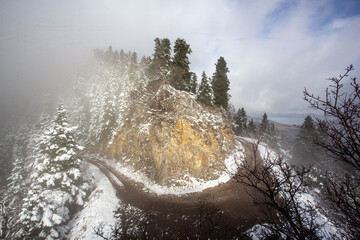 delicate branches covered in snow and ice, capturing a quiet winter scene. The ice glistens like...