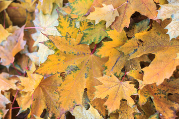 Yellow fallen maple leaves after frost. Natural background.