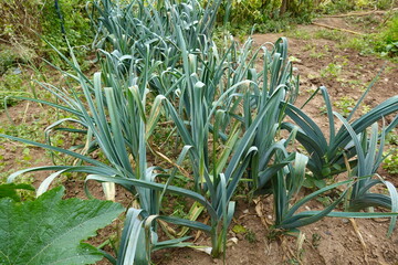 young leek plants growing in fertile soil in the vegetable garden. leek row cultivation in garden