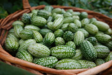 harvesting with a wicker basket cucamelon or mouse watermelon in the backyard garden. harvesting summer fruit in the vegetable garden Melothria scabra