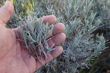 man holds lavender branches for cutting, lavender propagation by cuttings