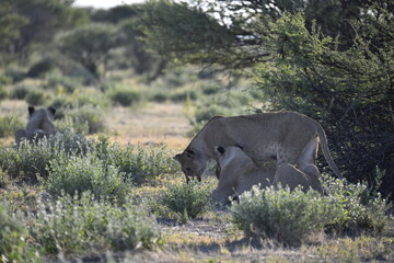 lioness in the savannah, Animal of africa