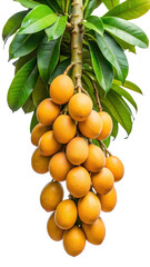 A Bunch of Ripe Golden Yellow Fruits Hanging on a Tree Branch with Lush Green Leaves Isolated on Trensprent Background