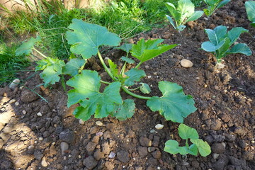 Young Zucchini Plant in Garden Soil