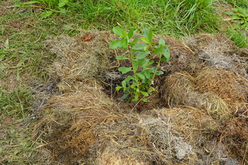 young arbutus plant freshly planted in the garden. grass mulch in the arbutus bush.