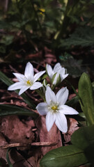 Three white spring flowers in the forest