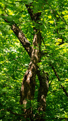 Two crossed trees in the forest