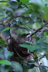 Wild Bird in Natural Habitat – Wildlife Photography in High Resolution
