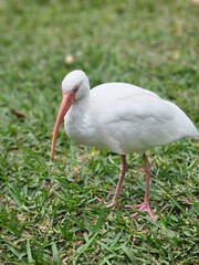 ibis in the grass