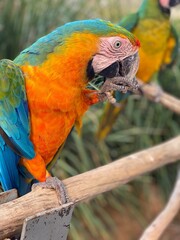 rainbow macaw
