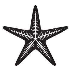 Obraz premium Detailed starfish vector illustration marine life aquatic creature graphic