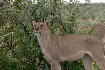 Naklejka premium Lion Family with Cubs – African Wildlife - Animal of Africa