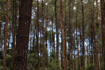 Obraz premium photo of pine forest in the highlands of indonesia