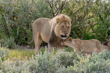 Naklejka premium Lion Family with Cubs – African Wildlife - Animal of Africa