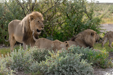 Lion Family with Cubs – African Wildlife - Animal of Africa