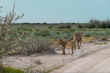 Lion Family with Cubs – African Wildlife - Animal of Africa