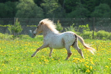 Funny palomino pony galloping in spring meadow
