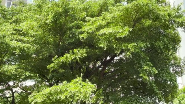 Ivory coast almond or Black afara tree in the garden 4k Video