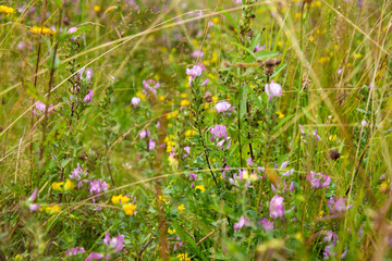 Meadow grass with flowers high in the mountains