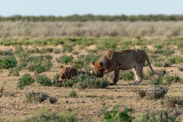 Lion Family with Cubs – African Wildlife - Animal of Africa