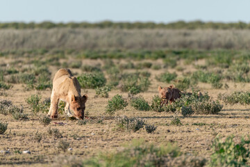 Lion Family with Cubs – African Wildlife - Animal of Africa