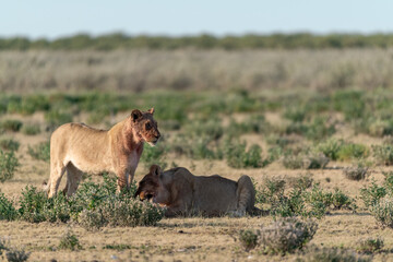 Lion Family with Cubs – African Wildlife - Animal of Africa