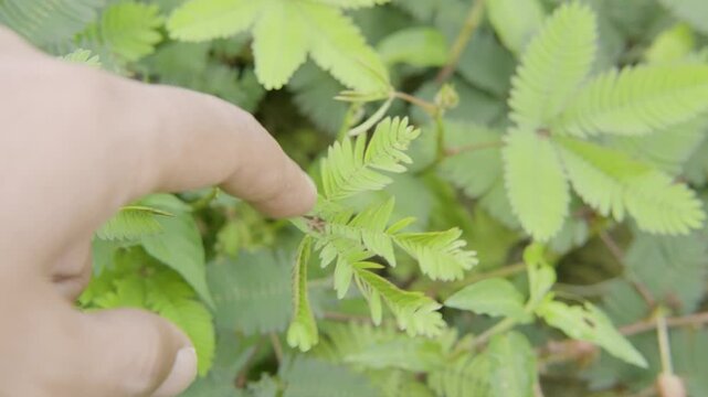 A close-up of a Mimosa pudica plant being touched, with its delicate green leaves folding inward in response, illustrating the plant&rsquo;s rapid movement and sensitivity to touch