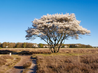 Blooming serviceberry, Amelanchier lamarckii, against clear blue sky, Netherlands
