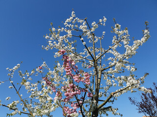 bicolored cherry tree over blue sky