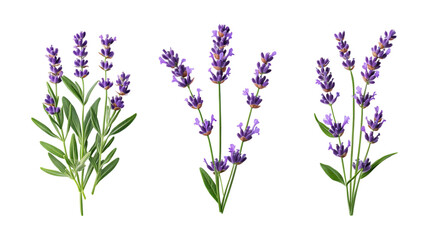 Obraz premium Pack of Lavender set of Three Different Poses set Against Transparent Background for Floral, Aromatherapy, or Nature Promotion Projects