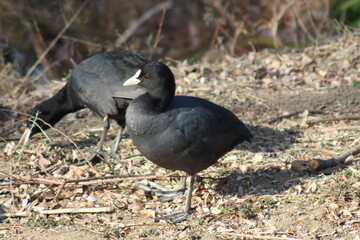 オオバンの孤独なシルエット