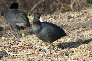 凍てつく大地に立つオオバン
