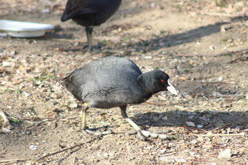 オオバンが佇む静寂の冬景色