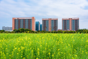In spring, the rapeseed flowers are in full bloom in the rural fields of Wanjiang, Dongguan, China.