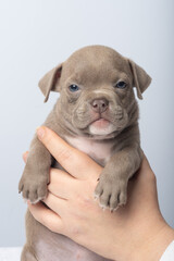Cute puppy being held upright with eyes closed on white background. Adorable brown puppy held upright by hand, concept of innocence and pets, pet care