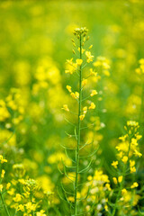 Rapeseed flowers in full bloom in the rural fields in spring






















