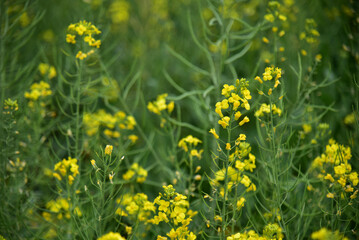 Rapeseed flowers in full bloom in the rural fields in spring






















