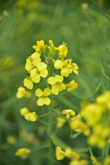 Rapeseed flowers in full bloom in the rural fields in spring






















