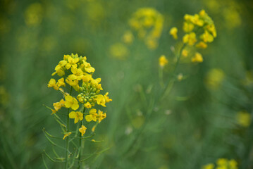 Rapeseed flowers in full bloom in the rural fields in spring






















