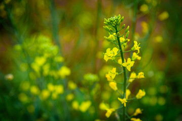 Rapeseed flowers in full bloom in the rural fields in spring























