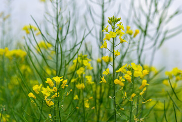 Rapeseed flowers in full bloom in the rural fields in spring






















