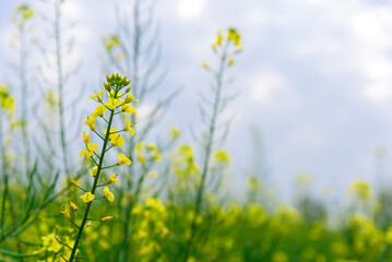 Fototapeta premium Rapeseed flowers in full bloom in the rural fields in spring