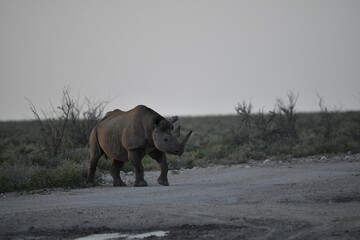 Fototapeta premium Gentle Giant Grazing – White Rhino – Animal of Africa
