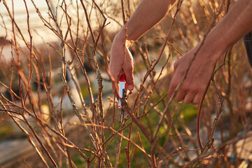 Male gardener with prunign shears working in a blueberries organic farm.